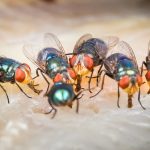 Cara mengusir lalat ampuh